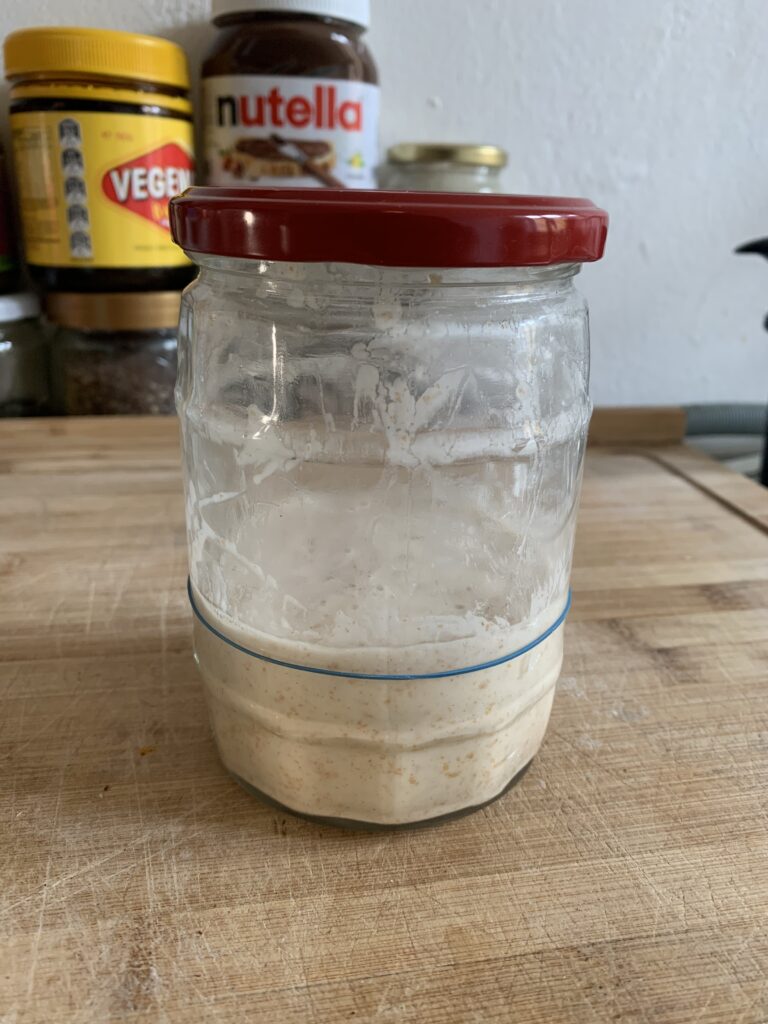 Day 8 sourdough starter, rise almost back to original height