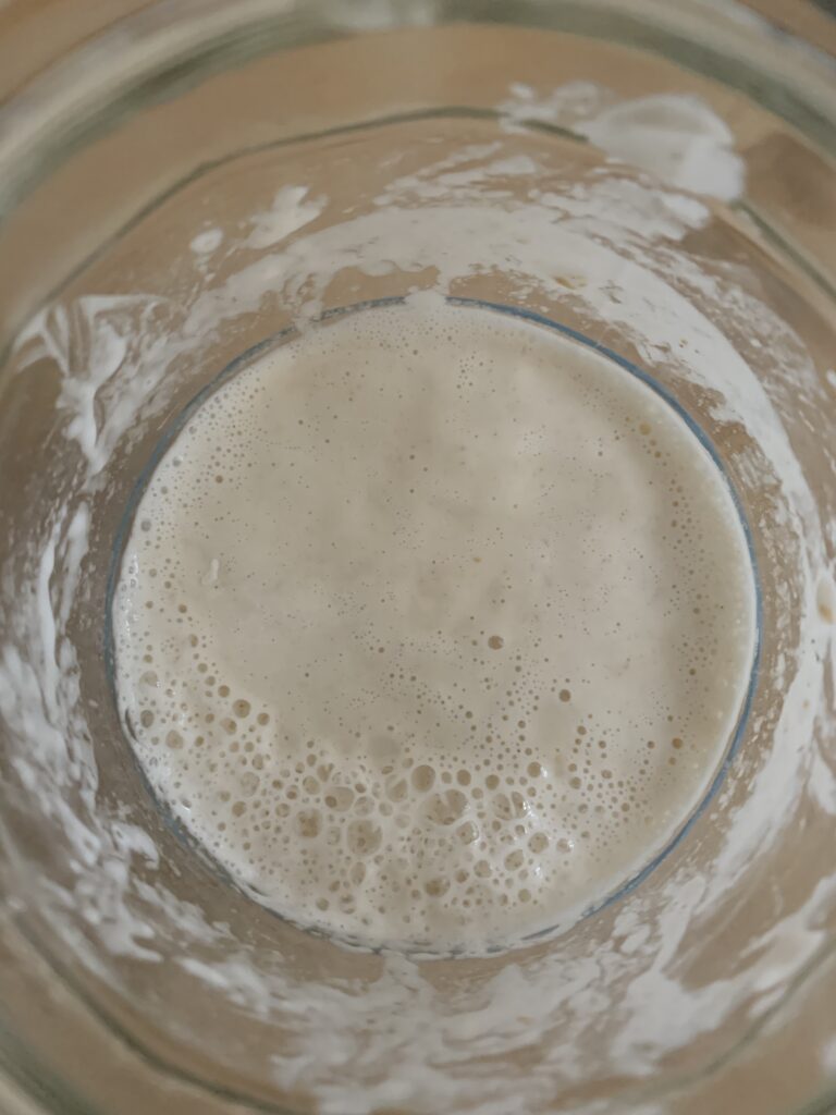 Day 11 sourdough starter at 11:30, bubbles taking up about 1/4 of the surface, all congregated to one side, top view